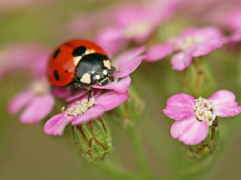 7-spot Ladybird